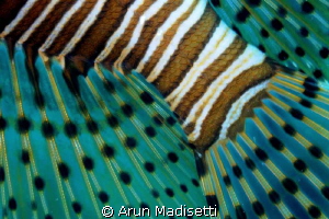 Lionfish abstract by Arun Madisetti 